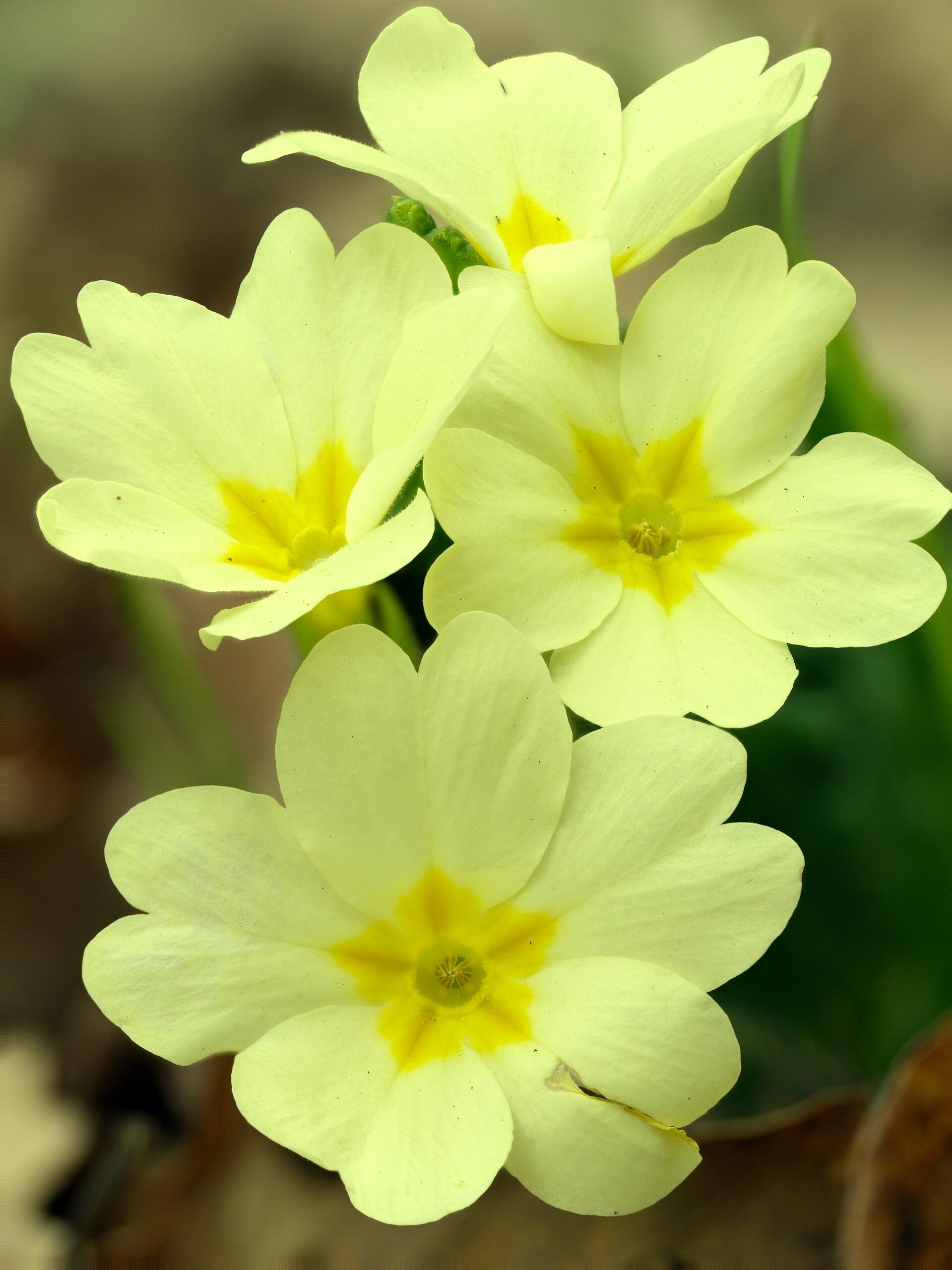 polyanthus primrose buds opening