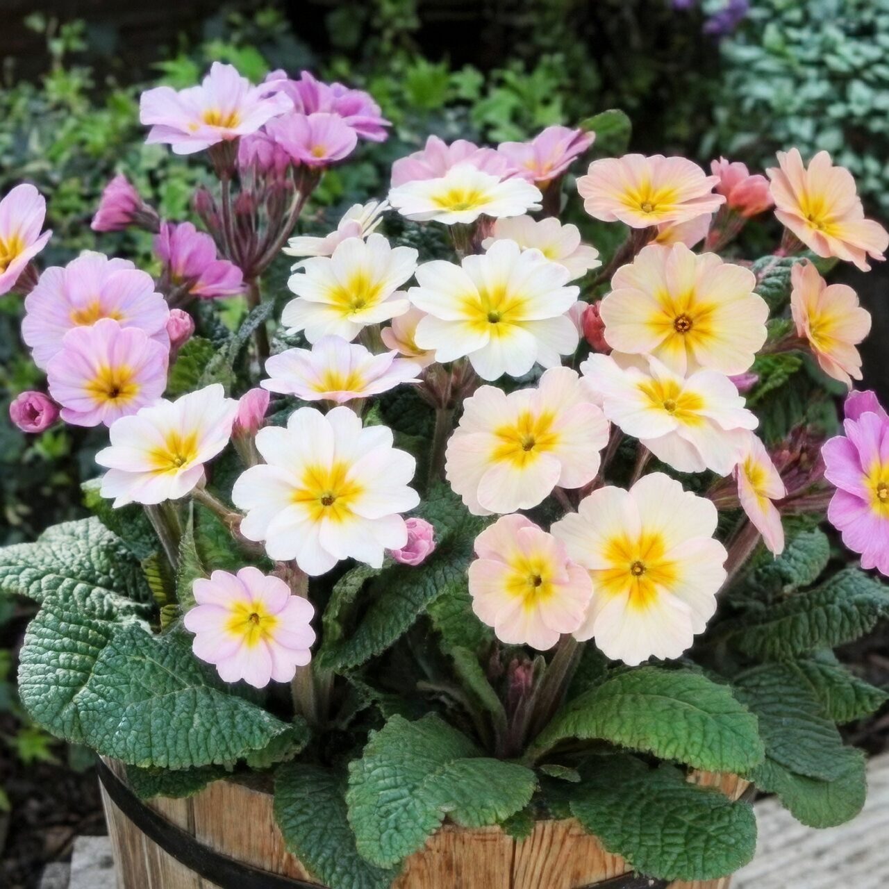 polyanthus primrose bottom watering tray