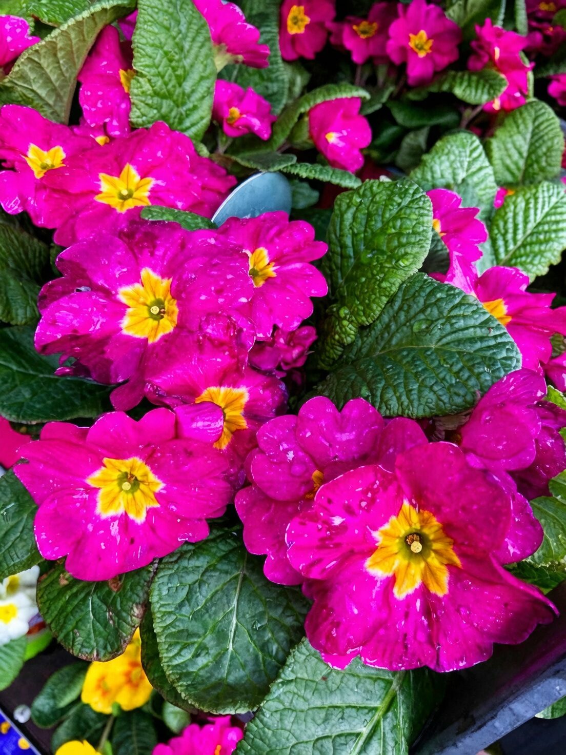 Your 4-Season Playbook: From January Joy to Summer Survival with Polyanthus