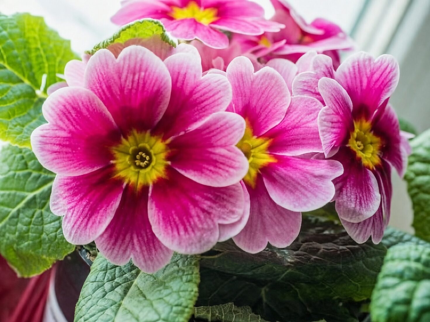 polyanthus primrose east window light