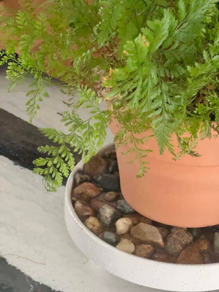 polyanthus clay pot pebble tray