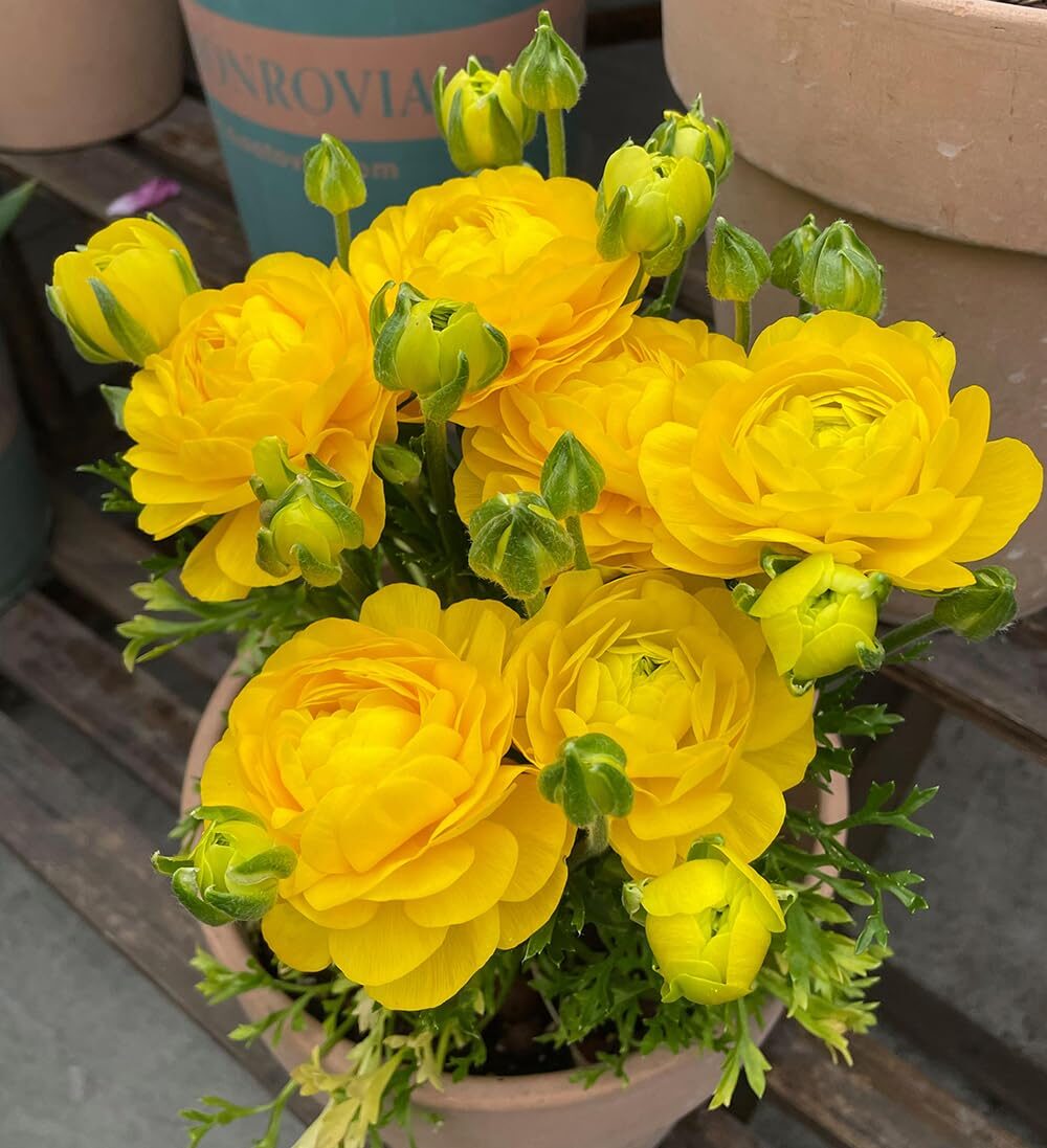 Cool-Season Diva: The Ranunculus Care Playbook—Light, Water, and a Stress-Free Summer Nap