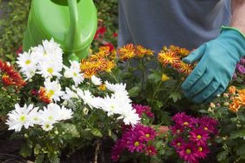 ranunculus watering at soil level