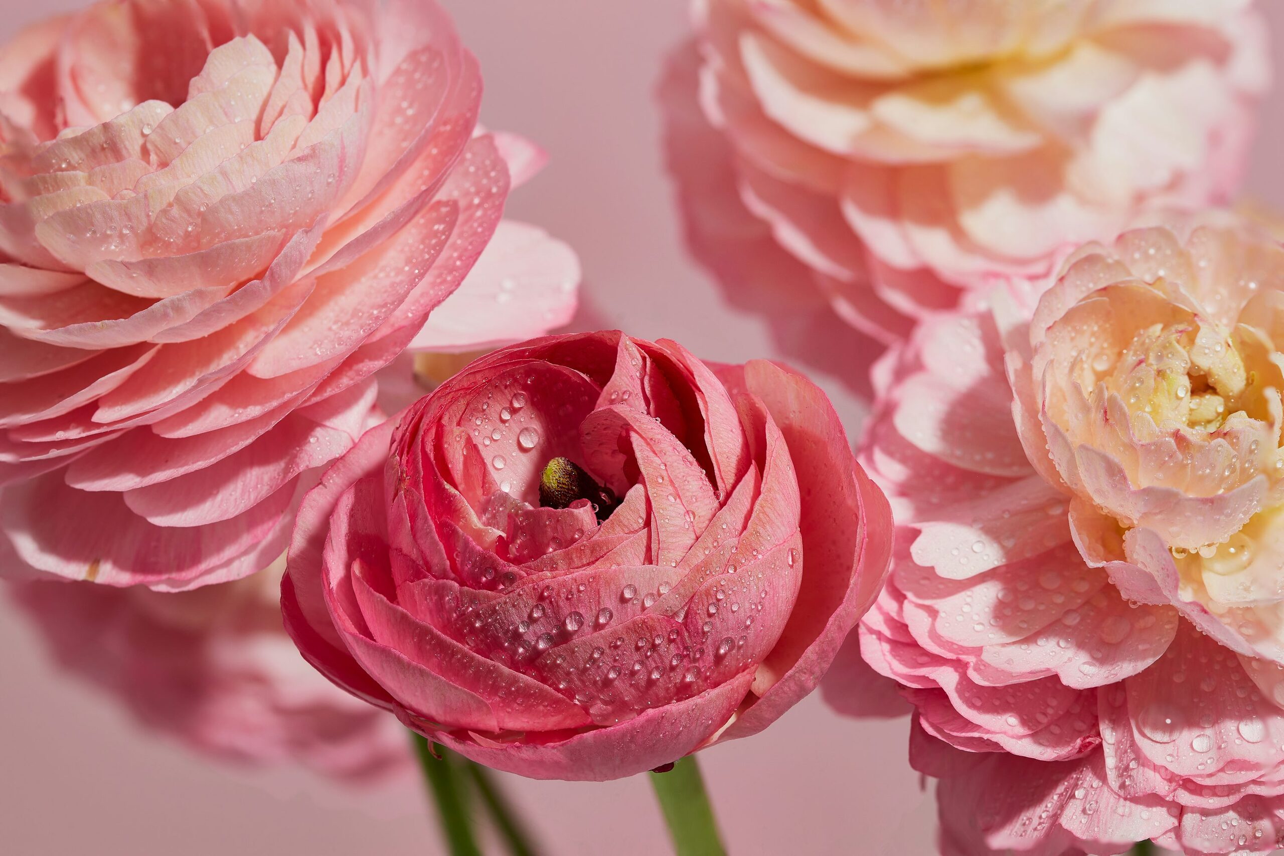 ranunculus tubers drying storage