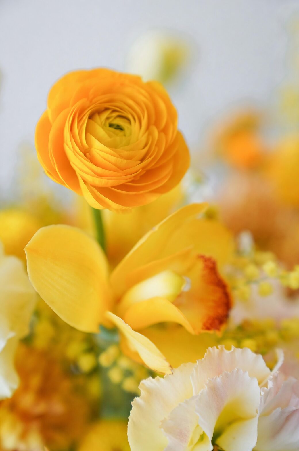 persian buttercup yellowing leaves close-up