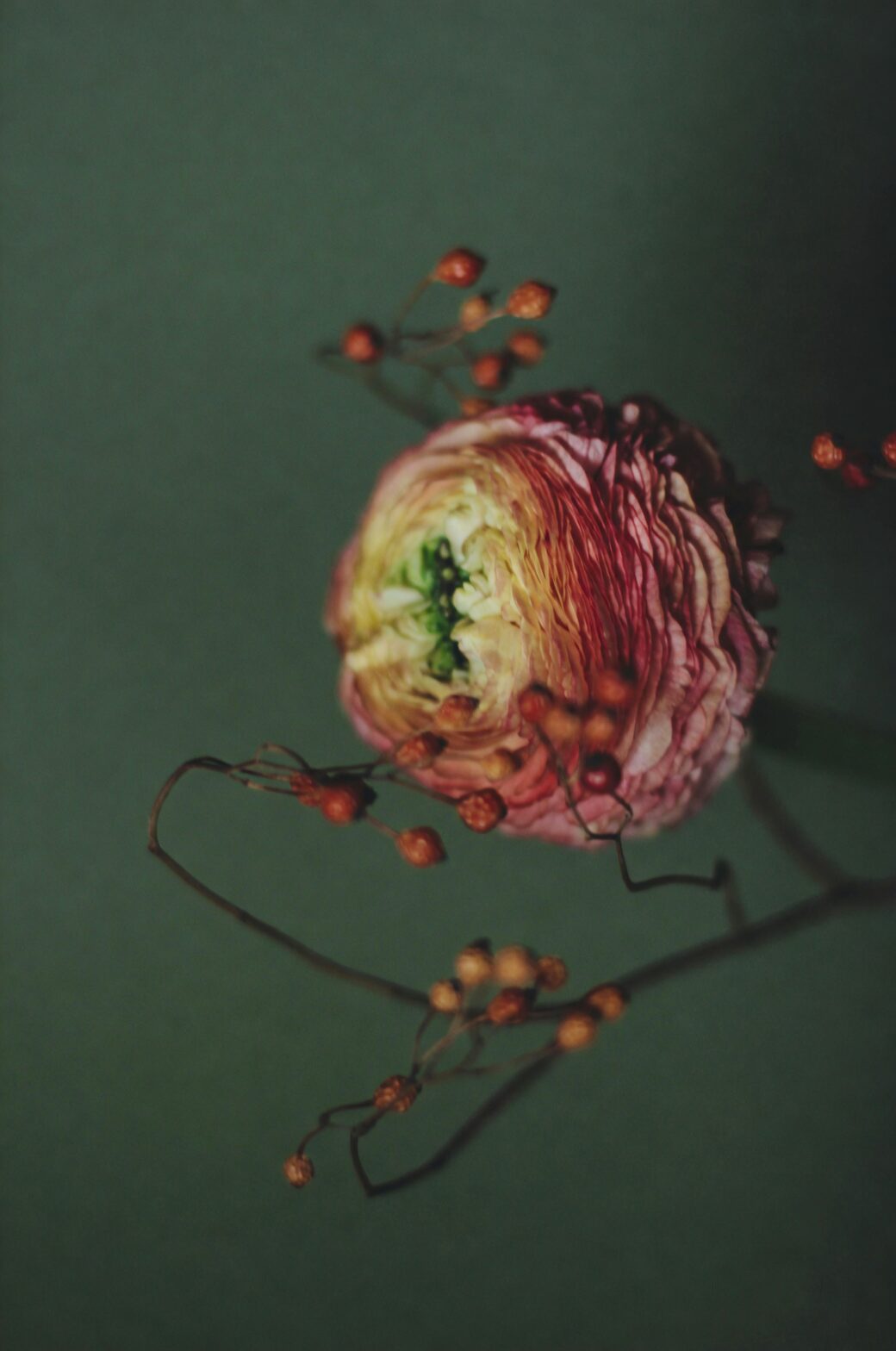 persian buttercup aphids on buds