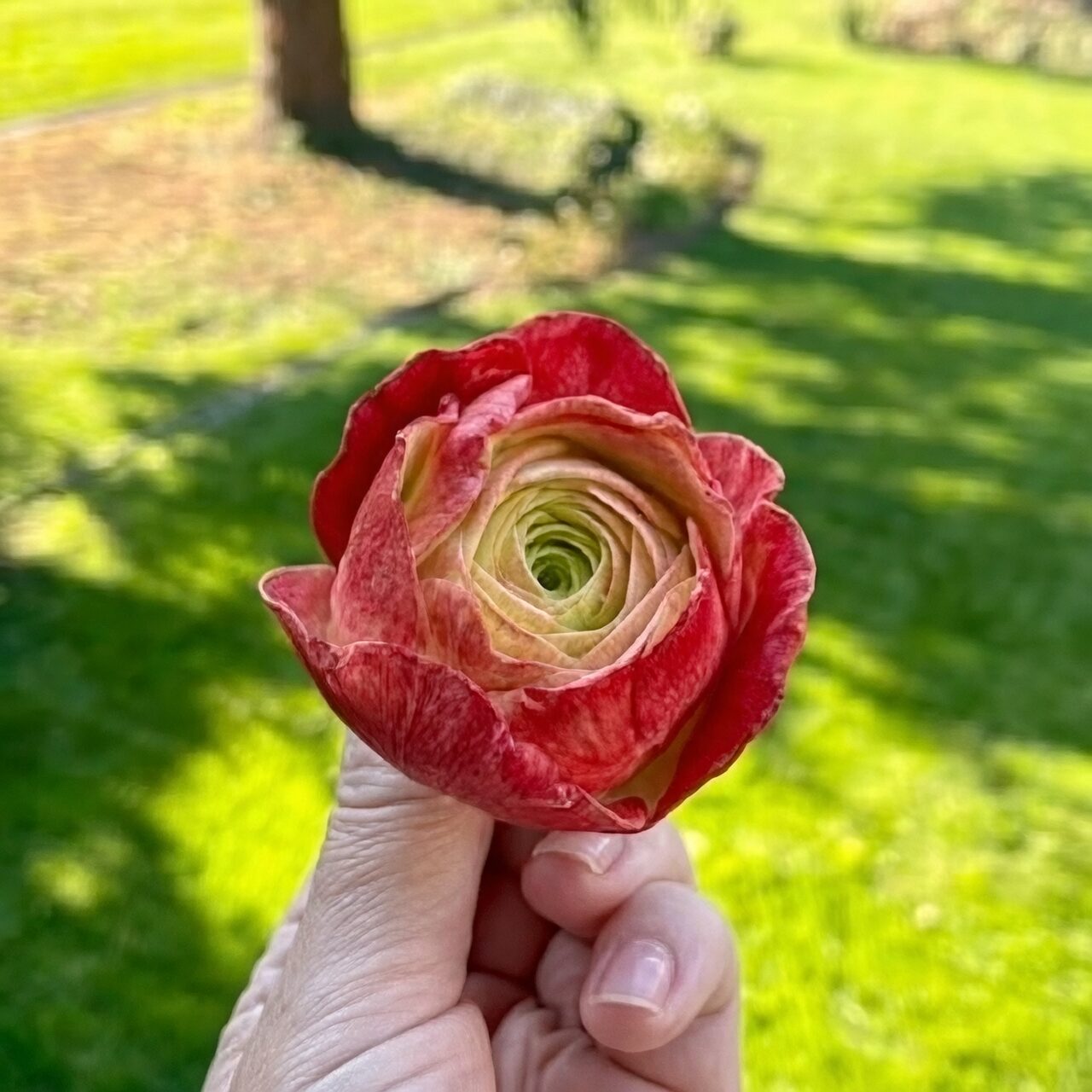 persian buttercup gray mold petals