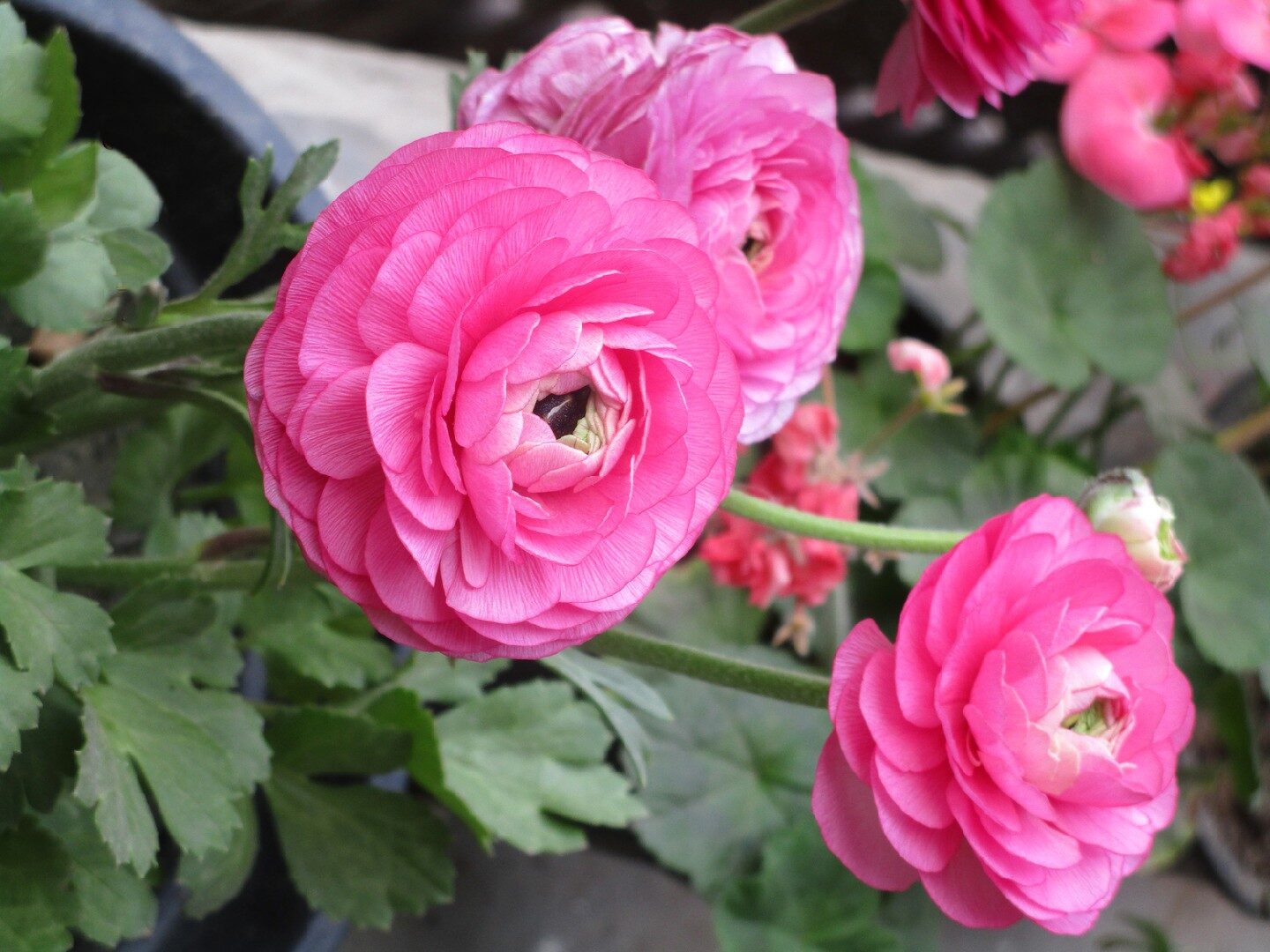 persian buttercup windowsill pot display