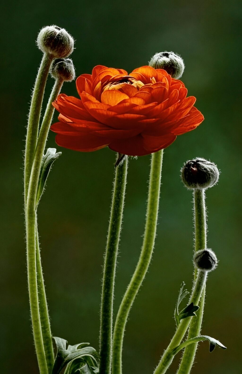 From Mediterranean Shores to Runway Bouquets: The Global Rise of Persian Buttercup