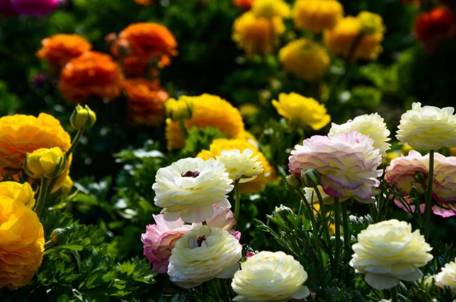 Persian buttercup planting pot hands