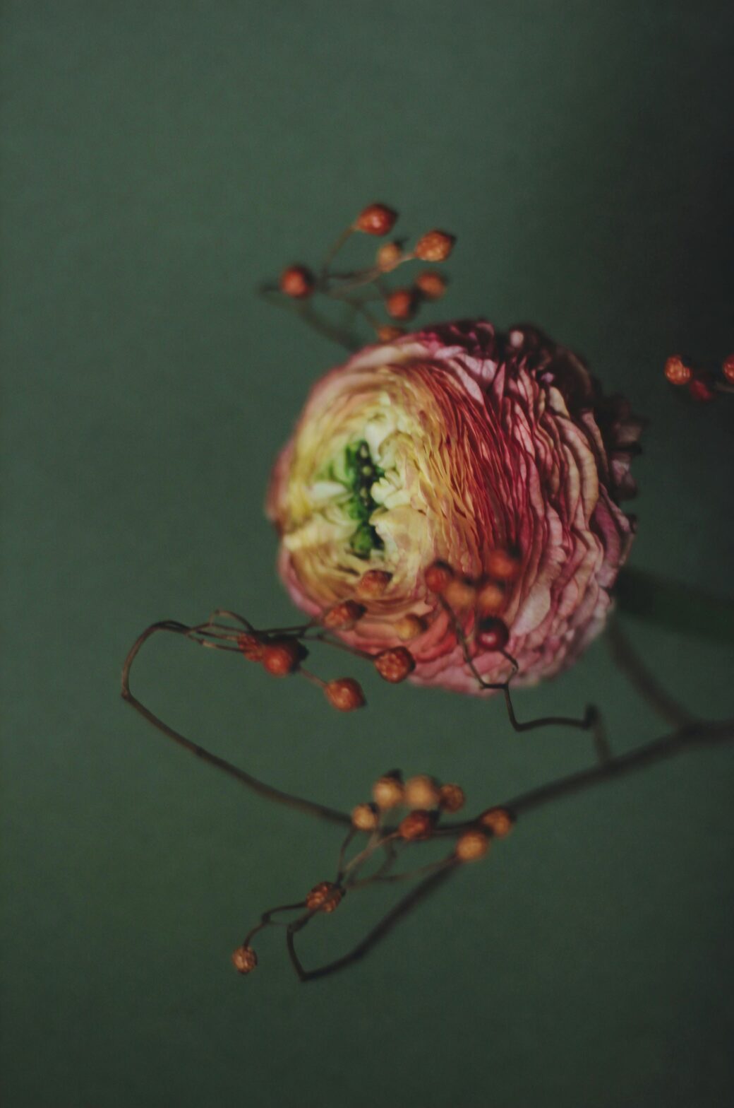Persian buttercup aphids on bud