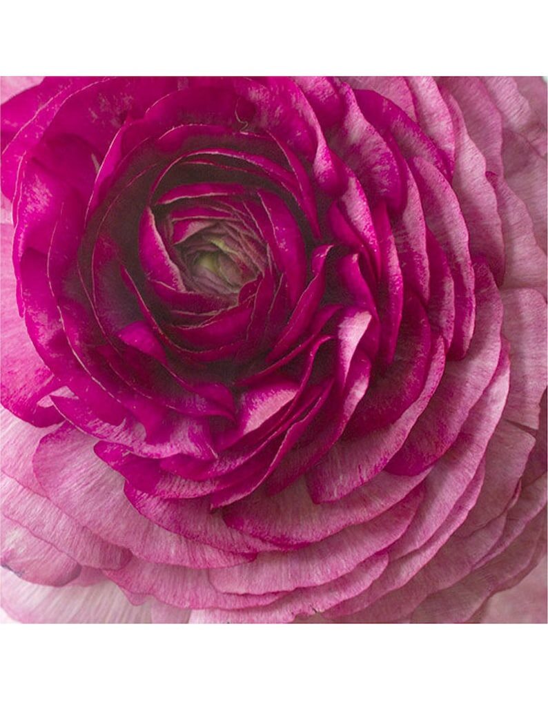 Satin Petals and Claw Tubers?! 11 Ranunculus Facts Florists Swear By