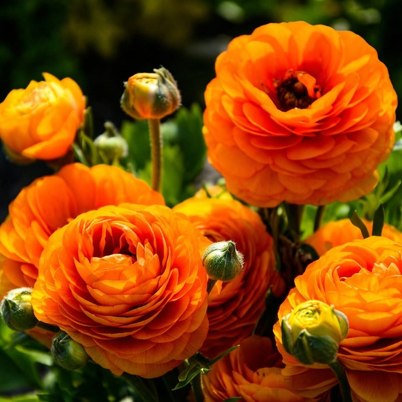 ranunculus bloom stages bud to full