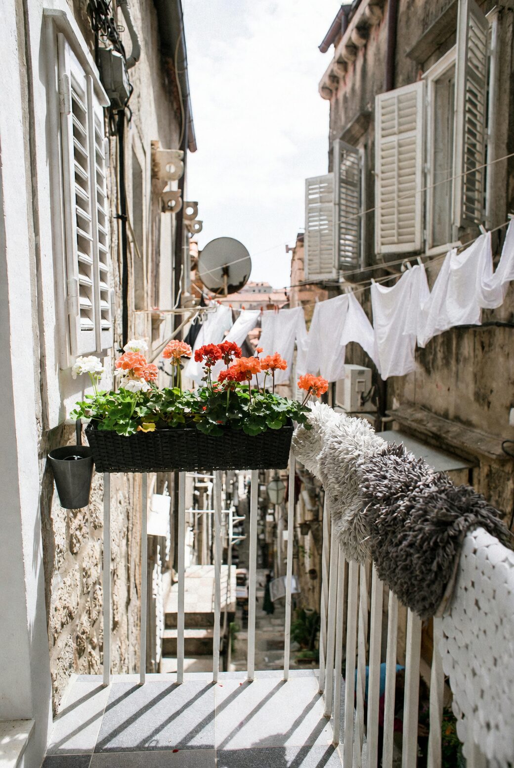 ranunculus in pots sunny balcony