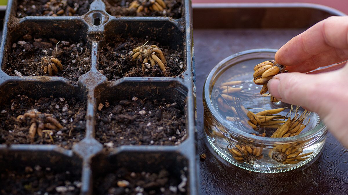 ranunculus tubers claws down planting