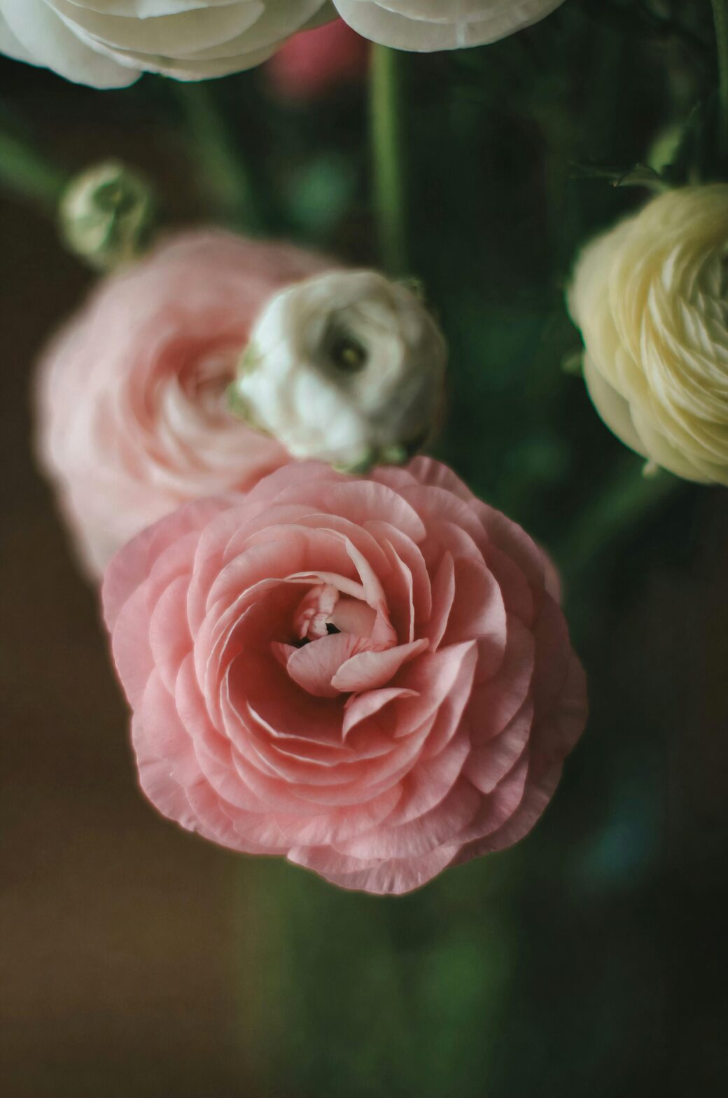 “You Are Radiant with Charm”: The Flower Language of Ranunculus—Where It Began and Why It Matters