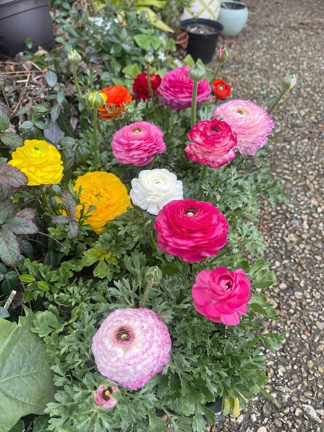 From Claws to Crowns: When to Plant, Water, and Rest Your Ranunculus (Month-by-Month Planner)