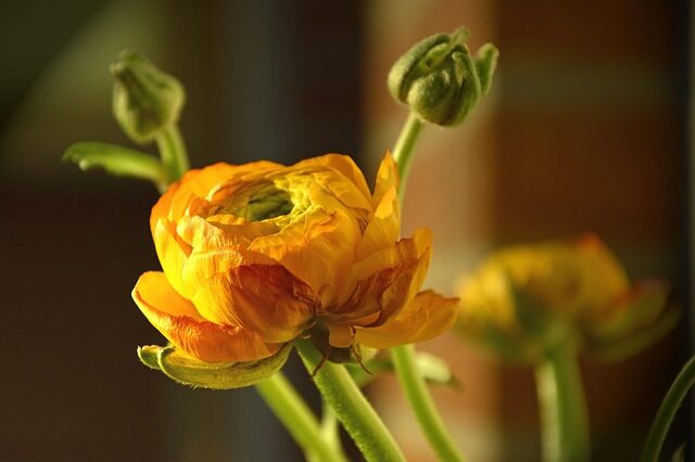 ranunculus tubers claws planting close-up