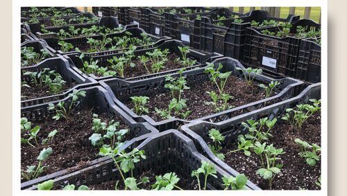ranunculus seedlings cool greenhouse bench