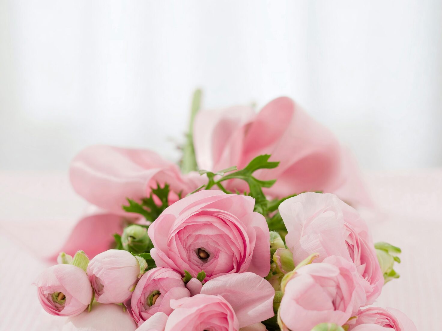 ranunculus marshmallow stage cut flowers