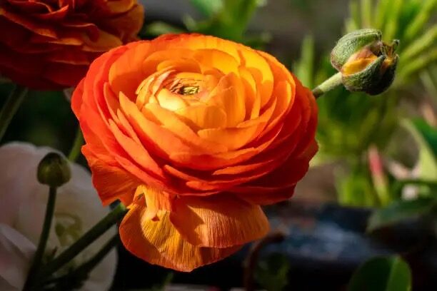 ranunculus lifted tubers drying storage