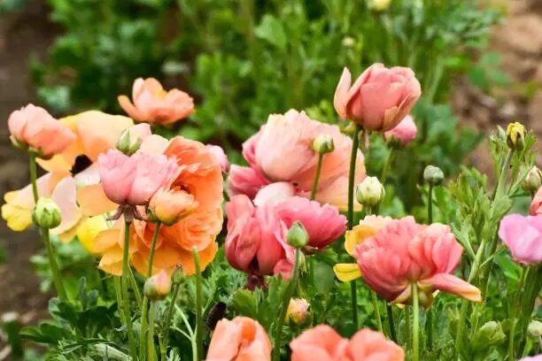 Ranunculus Propagation Masterclass: Soaking Claws, Seed Sowing, and Division Without Rot