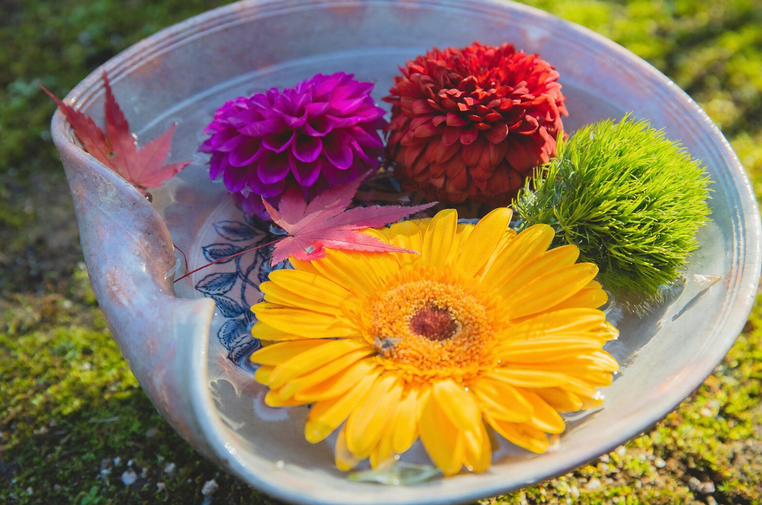 ranunculus tubers soaking bowl airstone