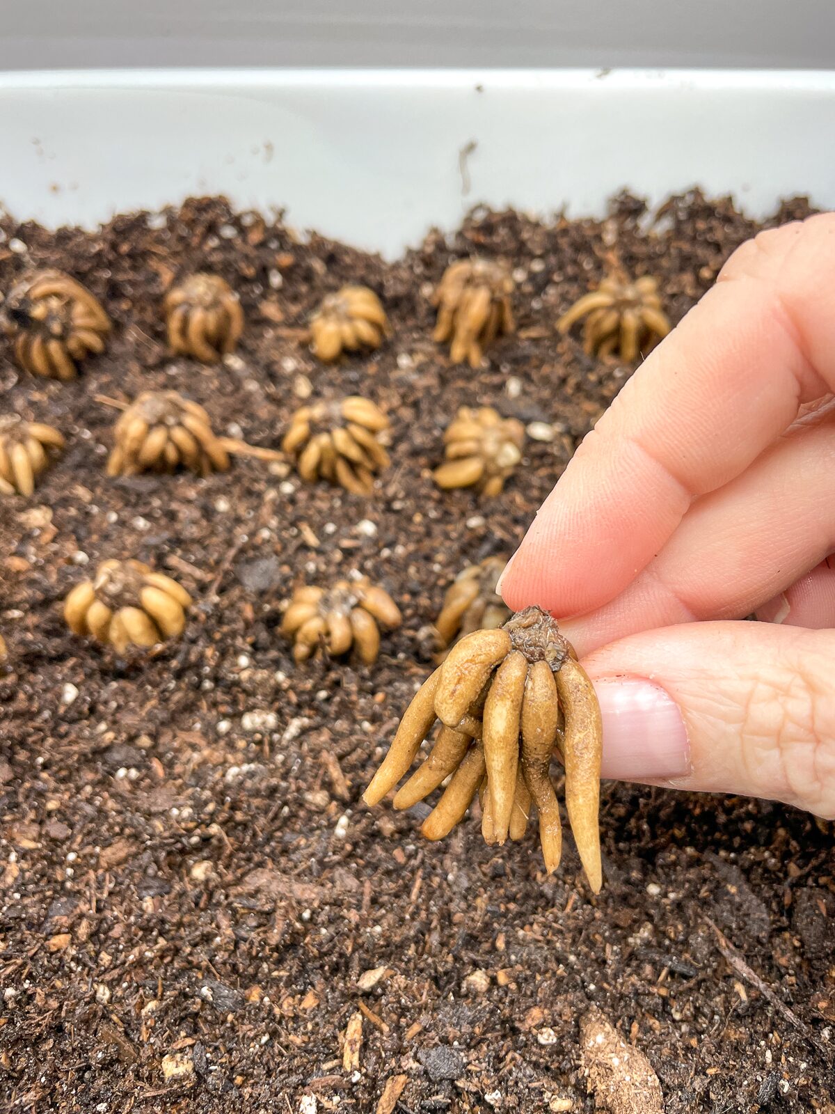 ranunculus tubers pre-sprouting tray