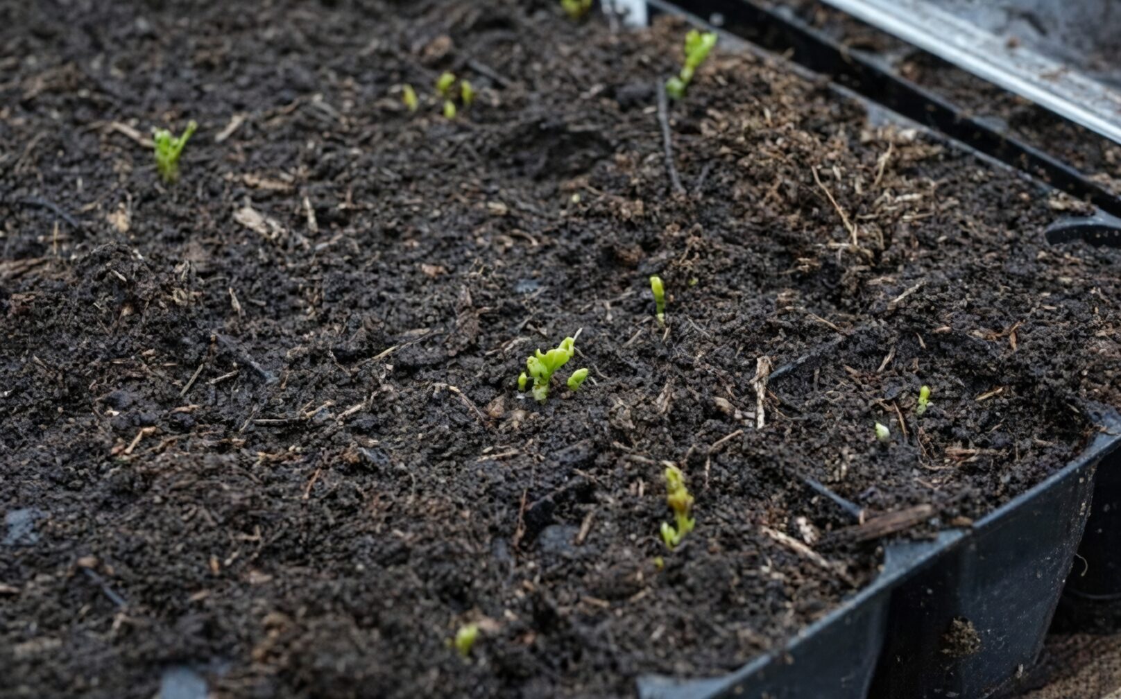ranunculus seed sowing plug tray