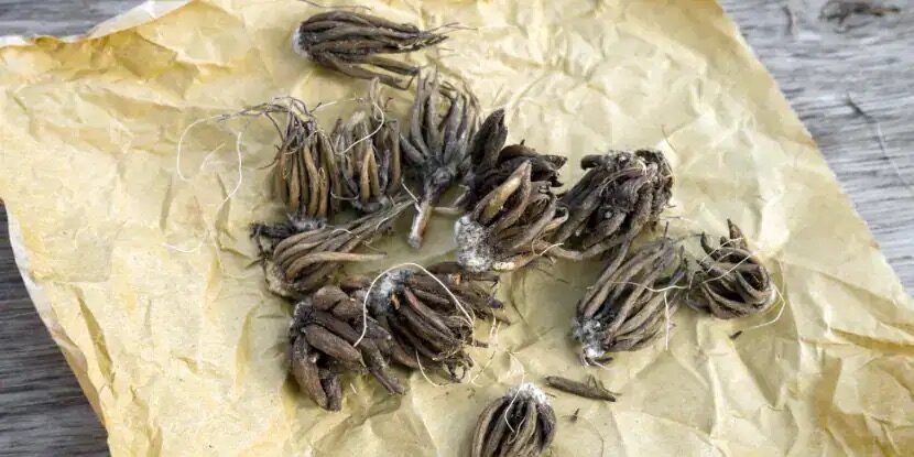 ranunculus tuber division crown claws