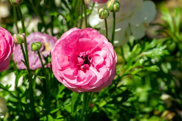 Cool-Season Dream Team: Pair Ranunculus with Anemones, Pansies, and Stock for a Pro-Level Display