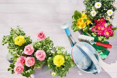 ranunculus container pastel primroses stock