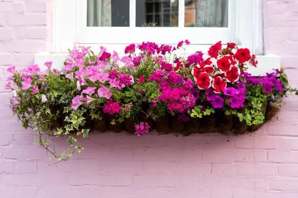 Window Box Wow: Planting 3-Tuber Clusters for Show-Stopping Spring Color