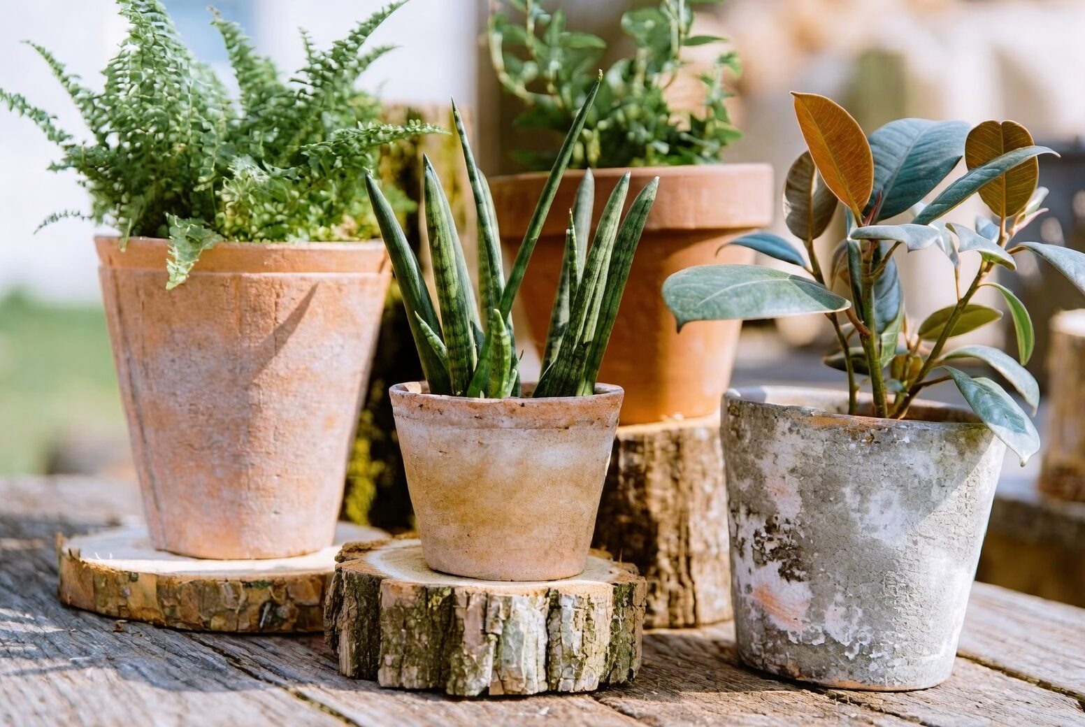 ranunculus terracotta pot drainage feet
