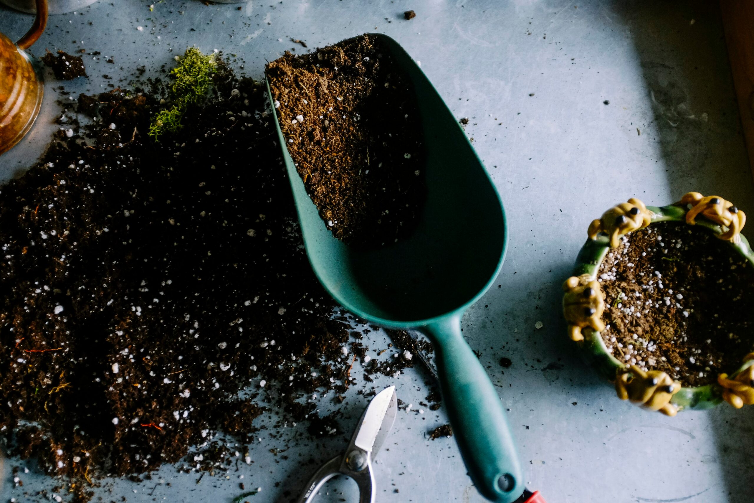 ranunculus potting mix perlite compost