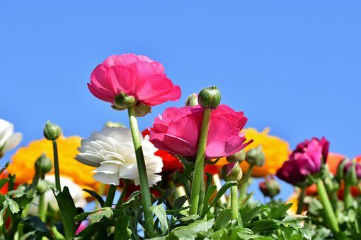 ranunculus tubers claws down planting