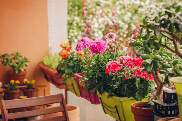 ranunculus tiered pots balcony