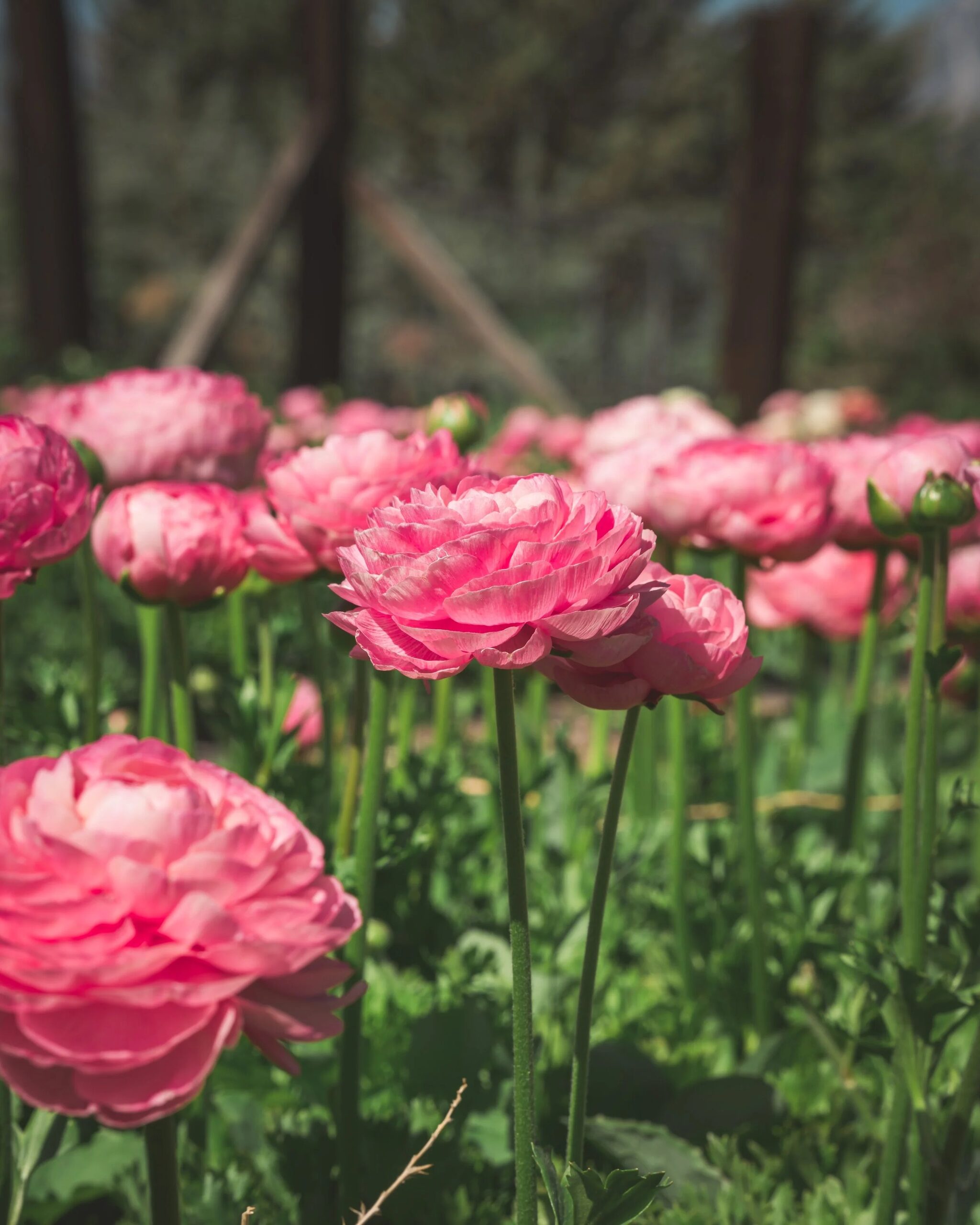 ranunculus marshmallow stage bud close-up