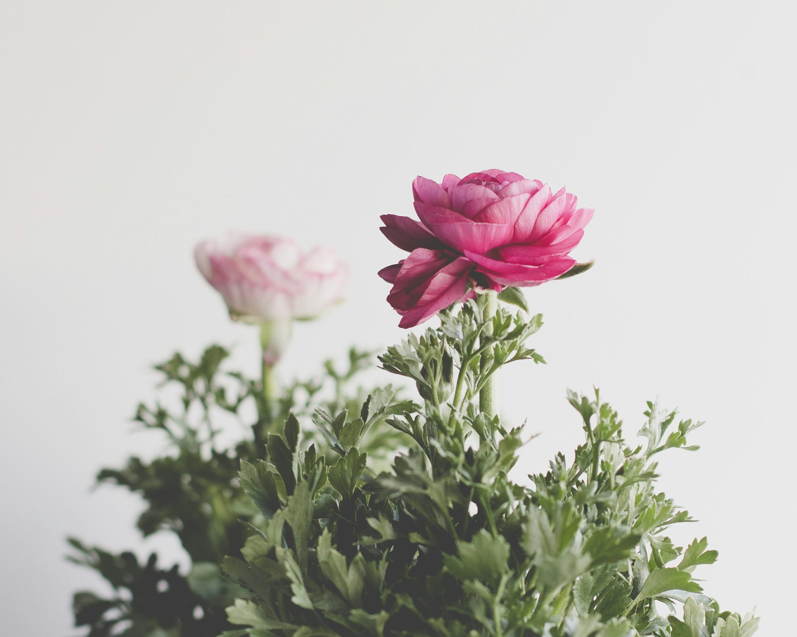 ranunculus stem cutting with shears