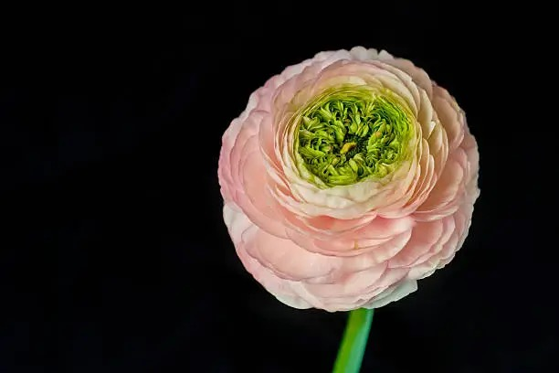 Color Alchemy with Ranunculus: Styling Small Spaces and Spring Tablescapes
