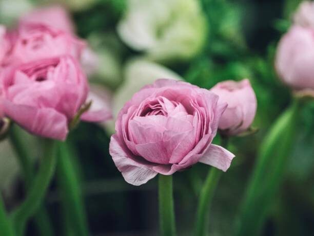 ranunculus pastel blush windowsill pots