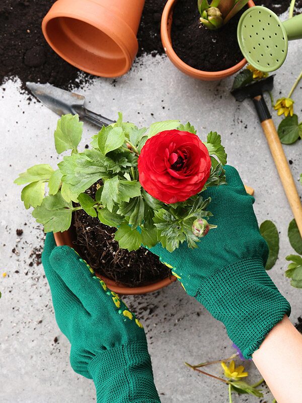 ranunculus tubers planting hands close-up