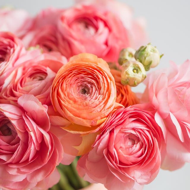 ranunculus sap handling gloves