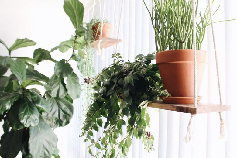 ranunculus high window shelf
