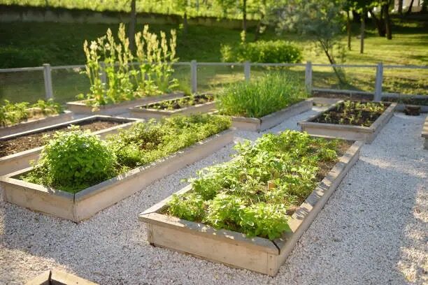ranunculus raised bed edging