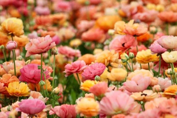 ranunculus color varieties flat lay