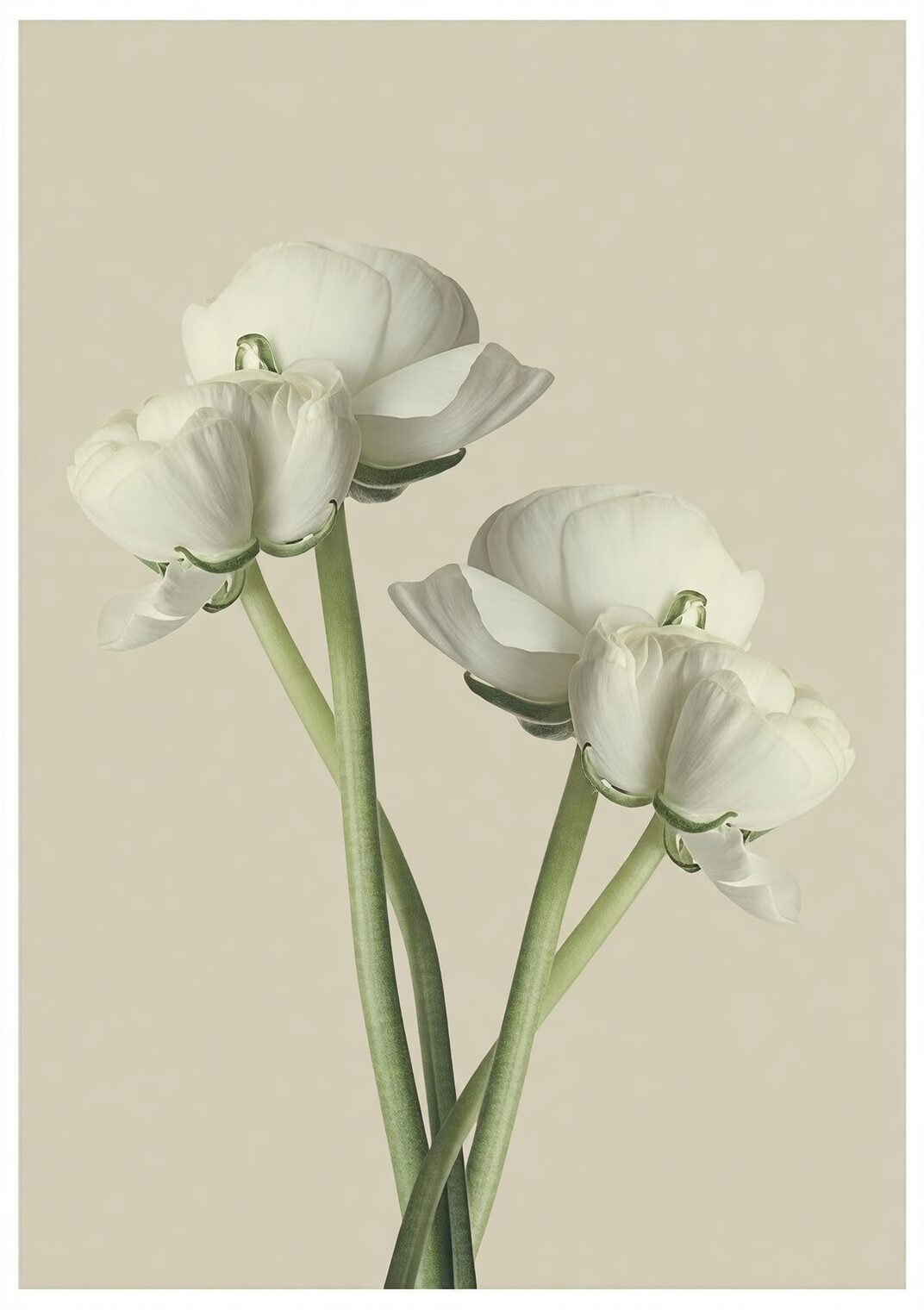 white pink ranunculus bridal bouquet