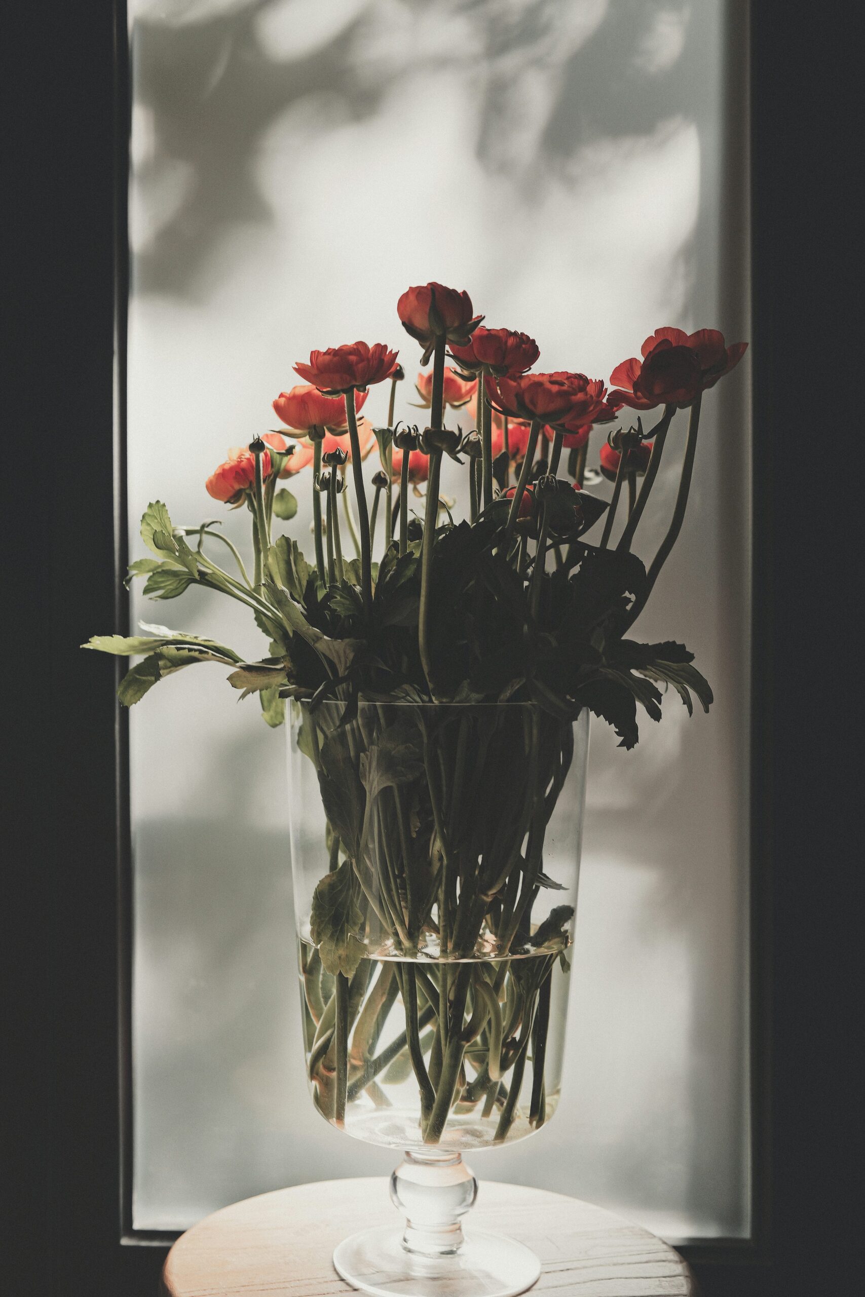 ranunculus vase care trimming stems