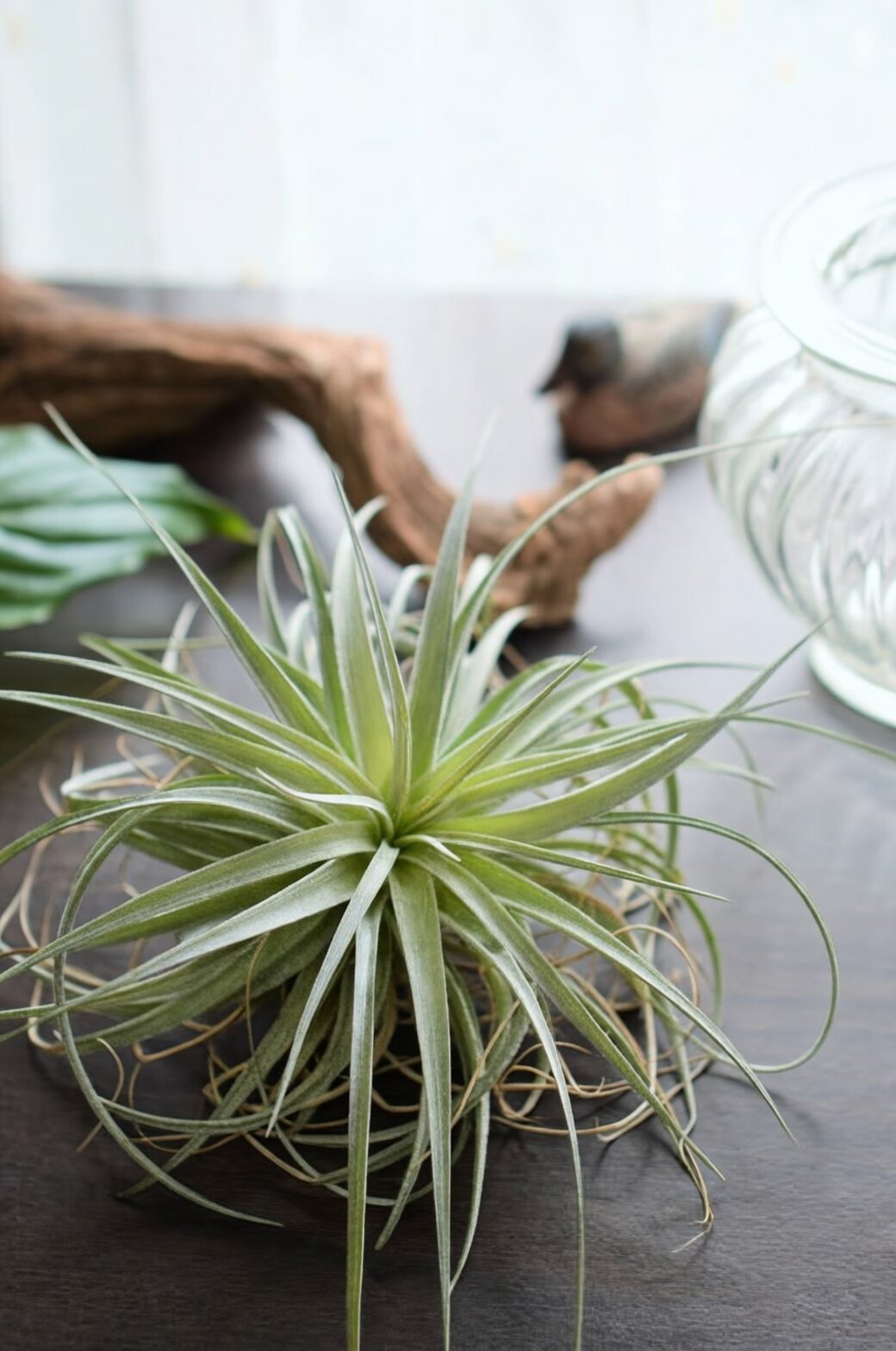 Soak, Shake, and Shine: The No-Soil Routine Every Air Plant Needs (and the 4‑Hour Dry Rule)