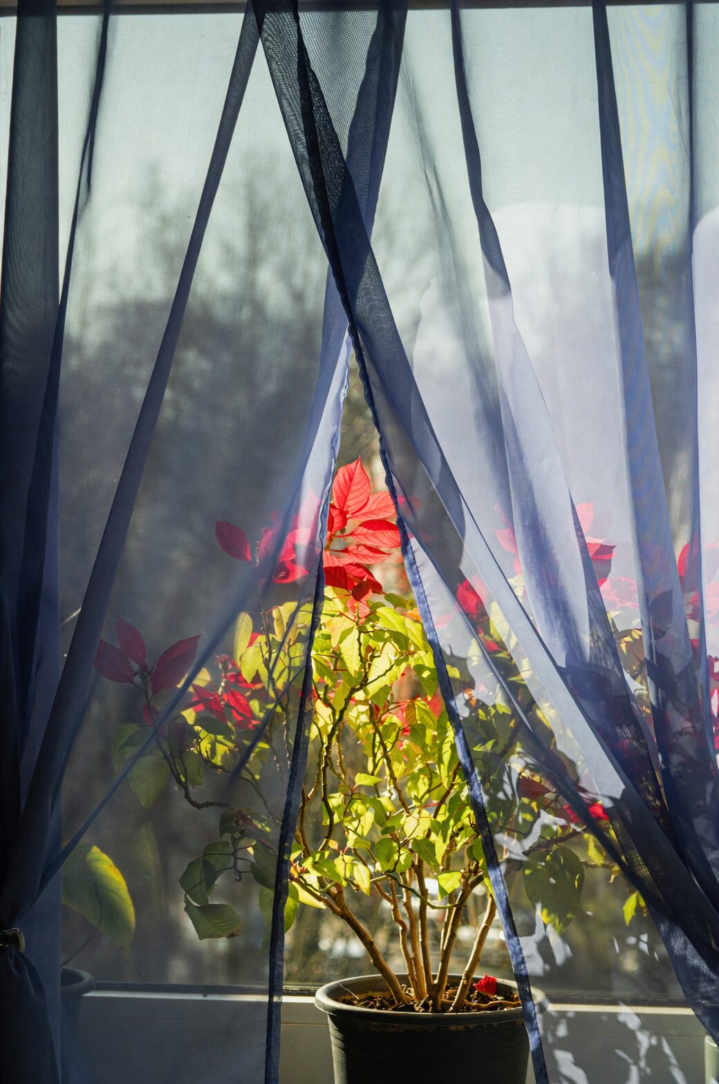 tillandsia near east window sheer curtain